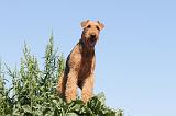 AIREDALE TERRIER 029